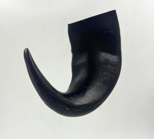 Buffalo bull horn small - horn,