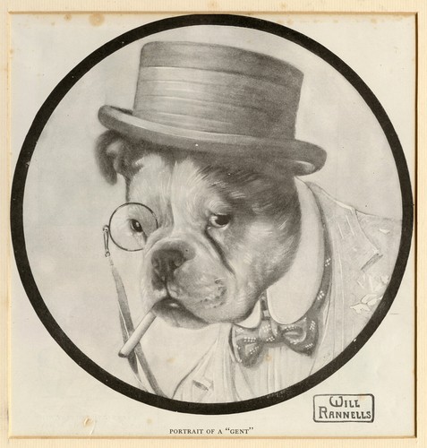Bulldog english british dog - bulldog,