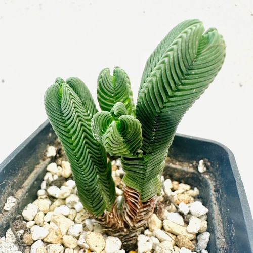 Crassula pyramidalis