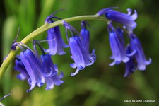 GalanthusGardens® 100 ENGLISH