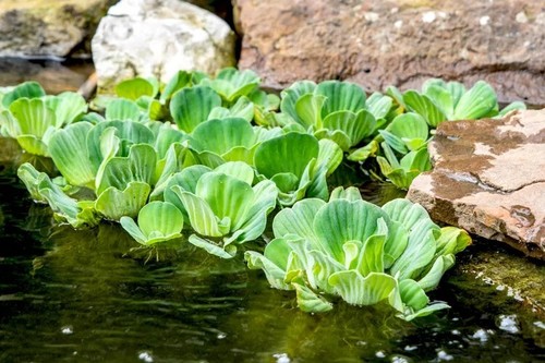 Floating pond plant - 10,
