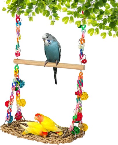 Parrot swing bird - bird, hanging