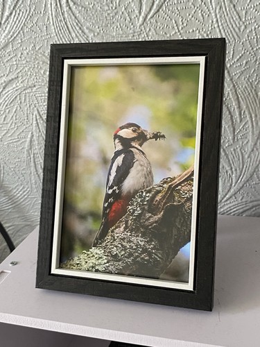 Woodpecker framed photo print - framed,