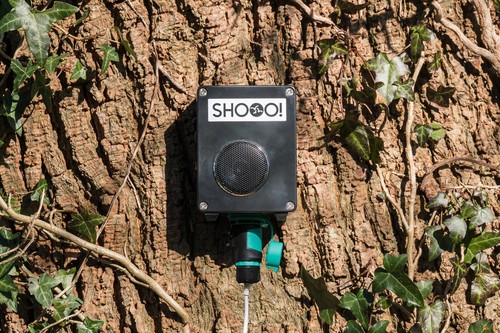 Audio bird scarer for pigeons - for,