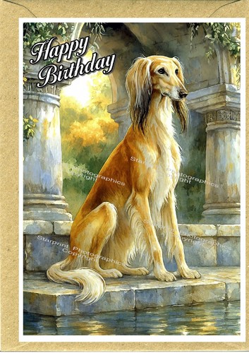 Saluki dog birthday card - saluki,