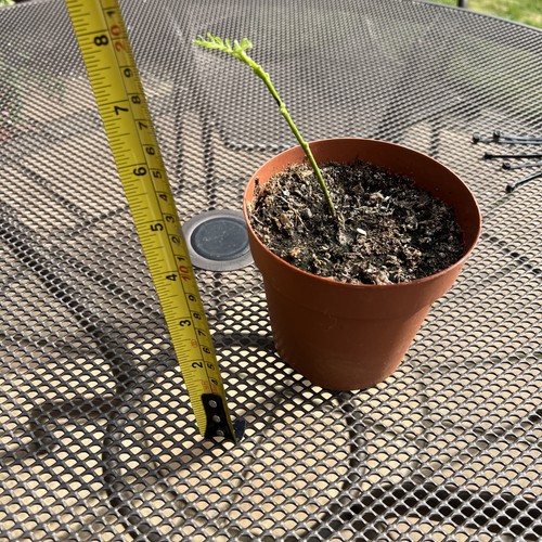 Curry leaf plant - leaf,