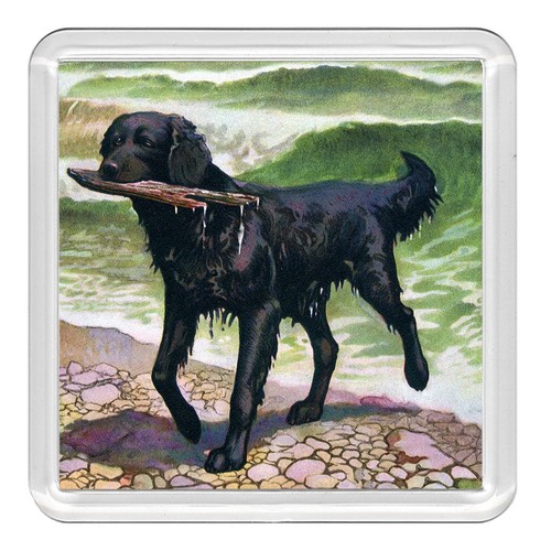 Flat coated retriever - flat,