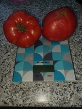 Tomato Siberian Heavyweight