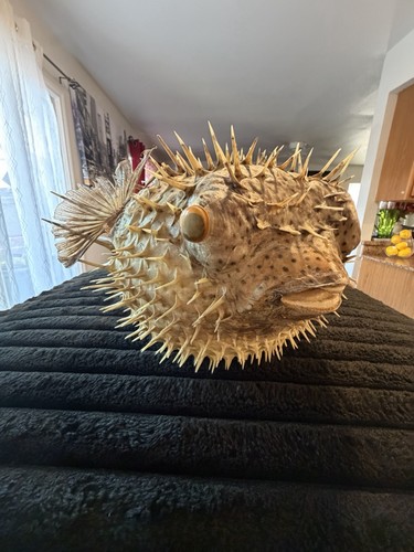 Real dried puffer fish - real,