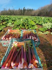 4 Large Stockbridge Arrow  Rhubarb Crowns direct from our Rhubarb Farm.