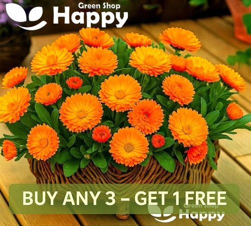 Orange pot marigold dwarf - marigold,