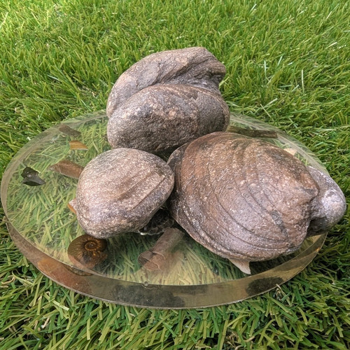 Shell fossil bundle redcar - bundle,