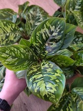 Homalomena wallsii camouflage - homalomena,