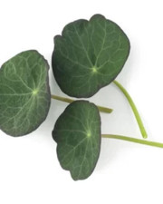 Herb - Micro nasturtium blue