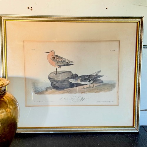 Genuine 1840s audubon - 1840s, royal