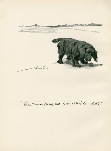 Cocker spaniel and - cocker,