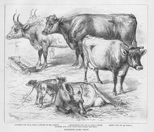 ISLINGTON DAIRY SHOW Ayrshire, Jersey & Short horned Cows - Antique Print 1876