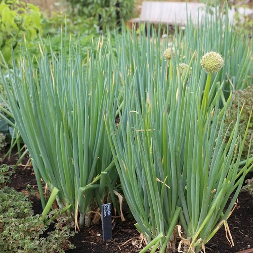 Welsh onion allium herb plant - welsh,