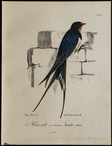 1830 rustic swallow rare - 1830,