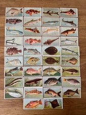 Wills (Australia) -Fish of