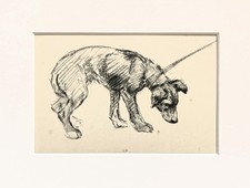 Mongrel puppy dog vintage sketch print by KF Barker 1930s/40s - mounted
