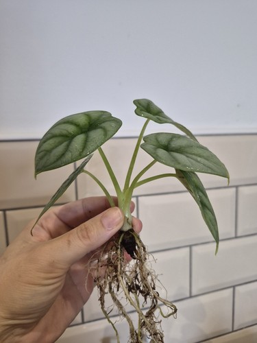 Alocasia silver dragon - silver,
