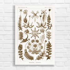 Botanical Illustration