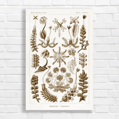 Botanical illustration - botanical,
