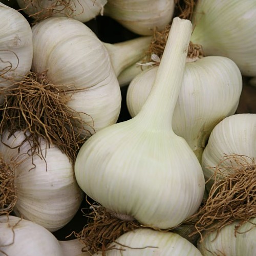 Elephant garlic cloves easy - -,
