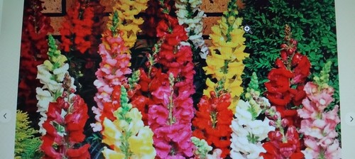 Mixed snapdragon plants - mixed,