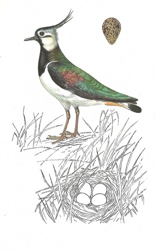 Vintage bird print book - bird, print,
