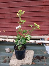 Ginkgo jade butterflies 3l - jade, in