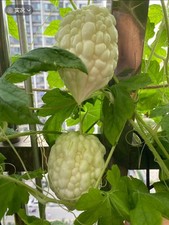 Chinese Apple Bitter Melon/Bitter gourd Seeds 5/苹果苦瓜