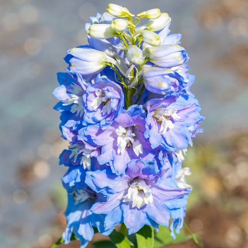 Delphinium sky blue - delphinium,