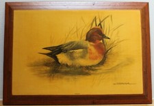 WIGEON - Vintage Print on