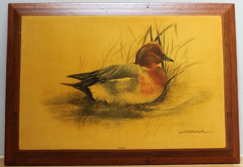 Wigeon vintage print on - wigeon,
