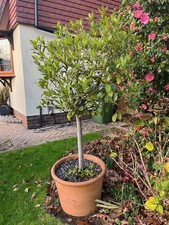 BAY TREE - large, 6 foot bay