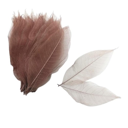 100 pieces natural magnolia - pieces,