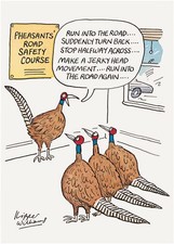 Funny Birthday Card Pheasants