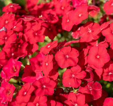 400x Phlox Drummondii