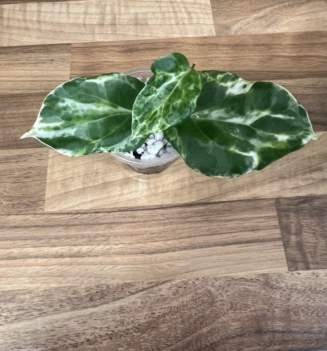 Hoya candy - hoya,