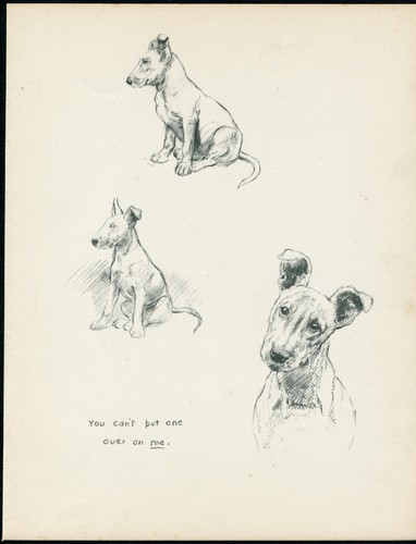 Bull terrier vintage - bull,