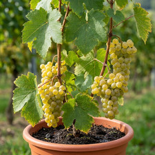 1 Grape Vine Vitis Exalta