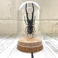 Golden metallic stag - golden, beetle