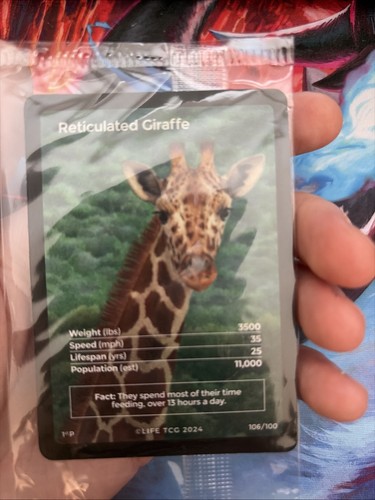Reticulated giraffe 106 - reticulated,