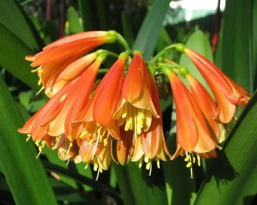 Clivia cyrtanthiflora hybrid - +cyrtanthiflora,