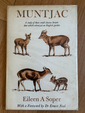 Muntjac by Eileen A Soper