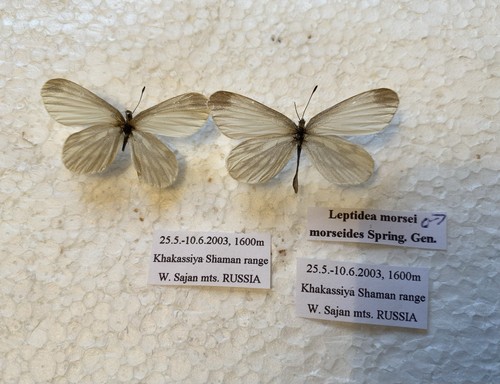 Rare butterfly fenton wood - rare, fenton”s