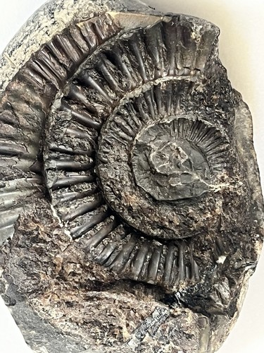 Dactylioceras ammonite fossil - dactylioceras,