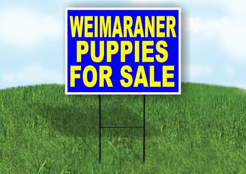 Weimaraner puppies for - weimaraner,